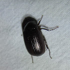 May Beetle