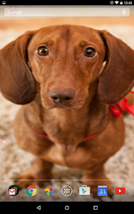 Dachshund 3D Live Wallpaper screenshot 1