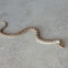 Gophersnake