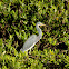 Tricolored Heron