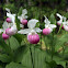 Showy Lady's Slipper