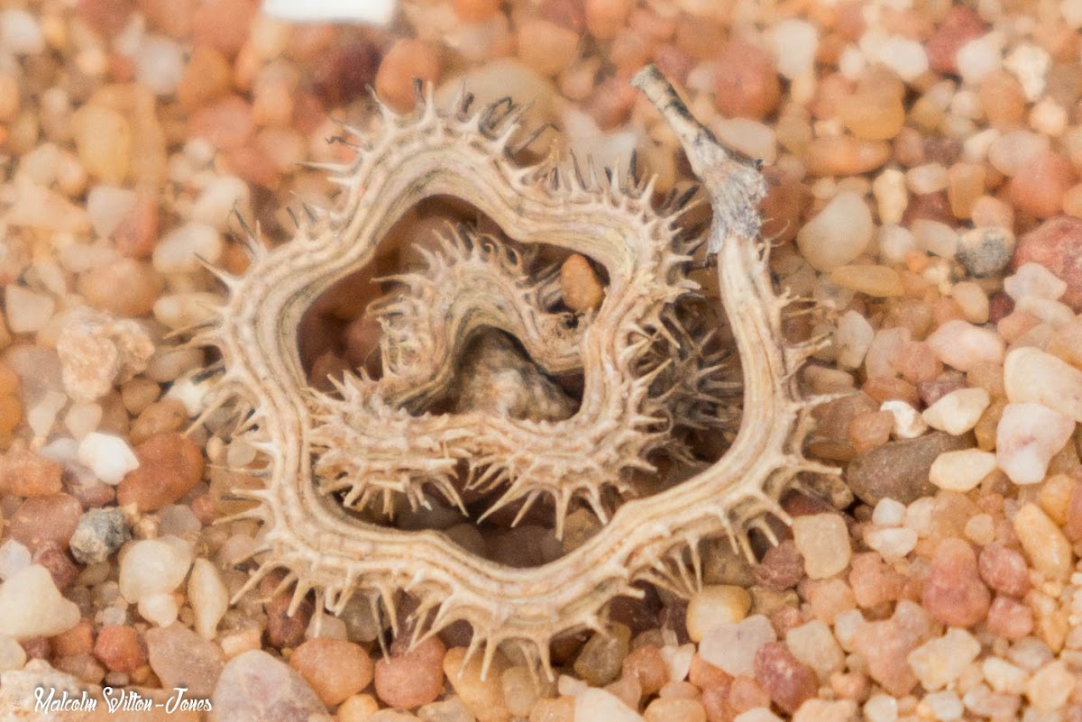 seed pod