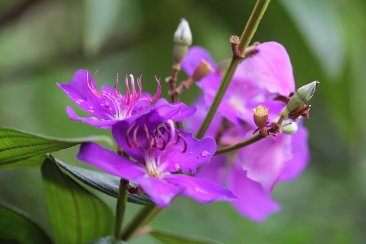 Tibouchina