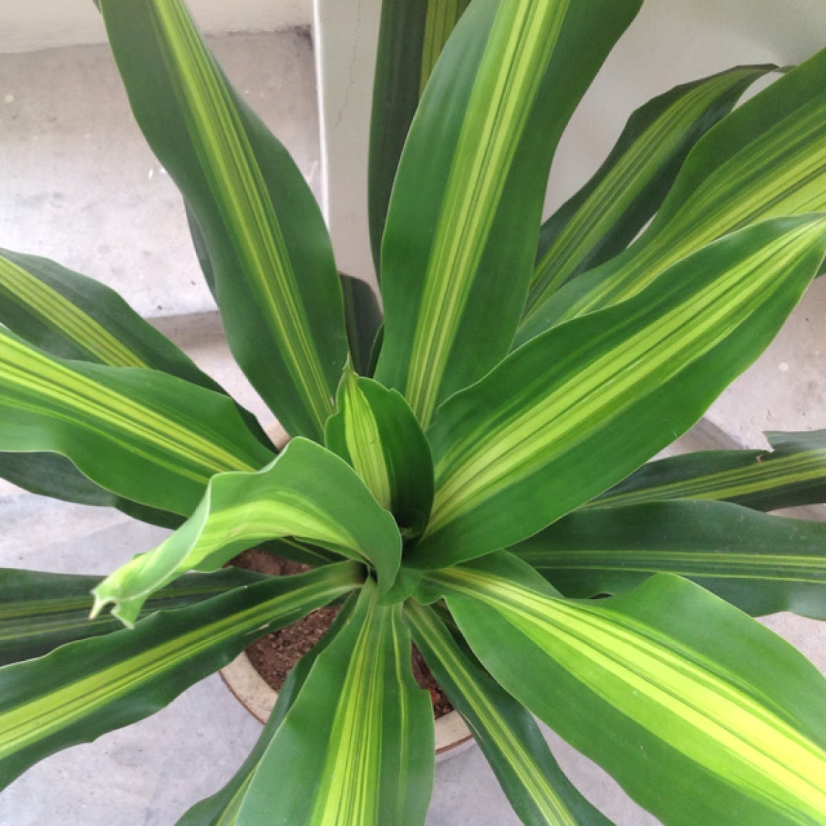 Dracaena Fragrans