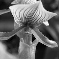 orchidea (1) di 