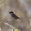 House Sparrow; Gorrión Común