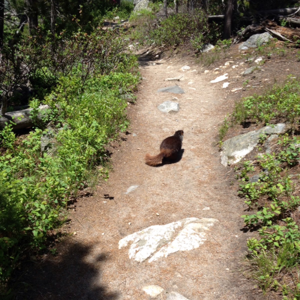 Hoary Marmot