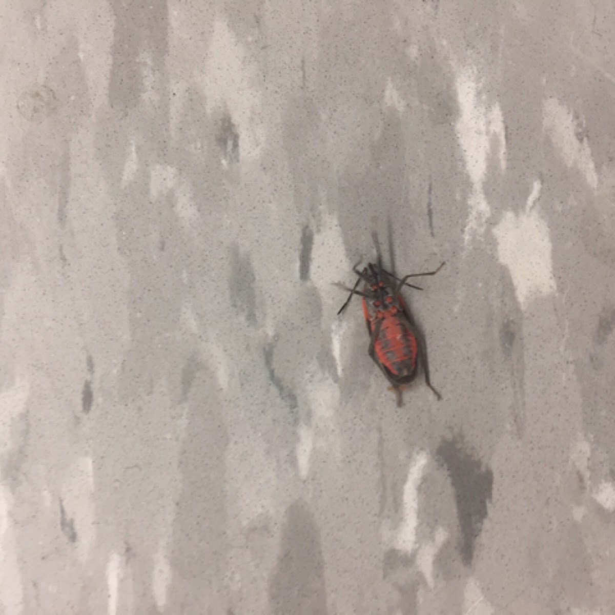 Box elder bug