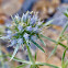 Fragrant Eryngo