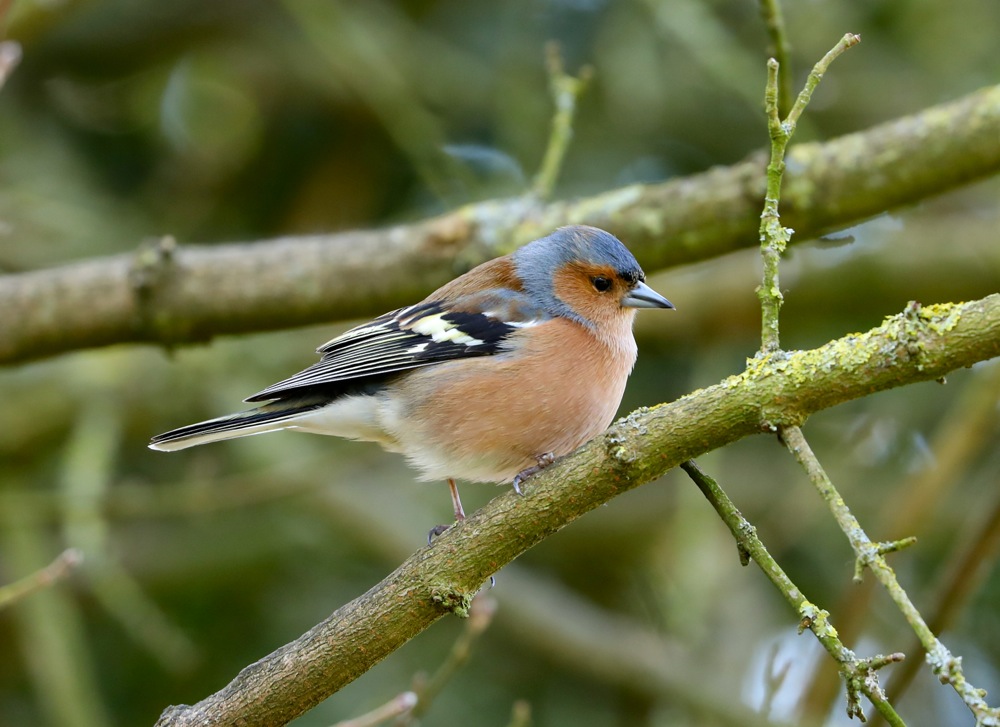 Common Chaffinch