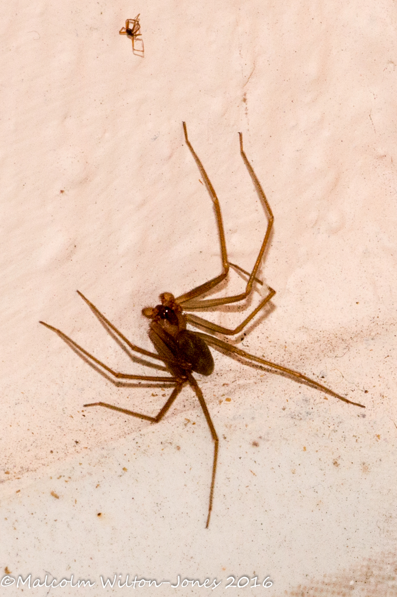 Mediterranean Recluse