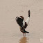 Egyptian goose