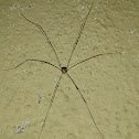 Harvestmen/Harvesters/Daddy longlegs