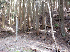 破線コースは左の谷沿いだが、右の尾根へ