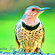 Northern ( Yellow Shafted ) Flicker