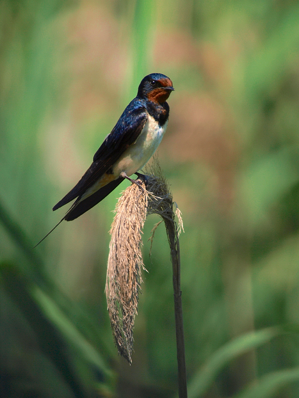 Golondrina común (Barn swallow)