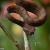 Philippine Pit Viper