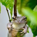 Cuban Tree Frog