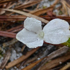 Rough Hedgehyssop