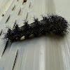 Buck Moth Caterpillar