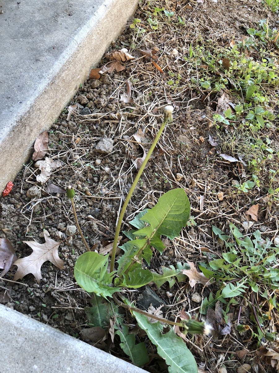 Red seeded dandelion