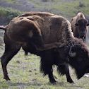 American Bison