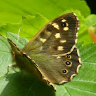 Speckled Wood