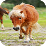 Pony Jigsaw Puzzle: Free Apk