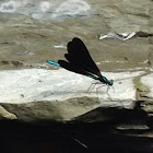 Ebony jewelwing