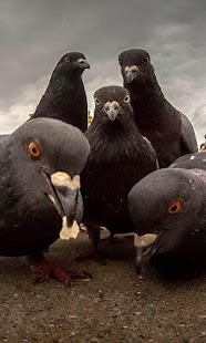 How to get pigeons wallpaper patch 1.1 apk for laptop