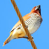 Scaly-breasted munia