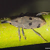 Palm Weevil