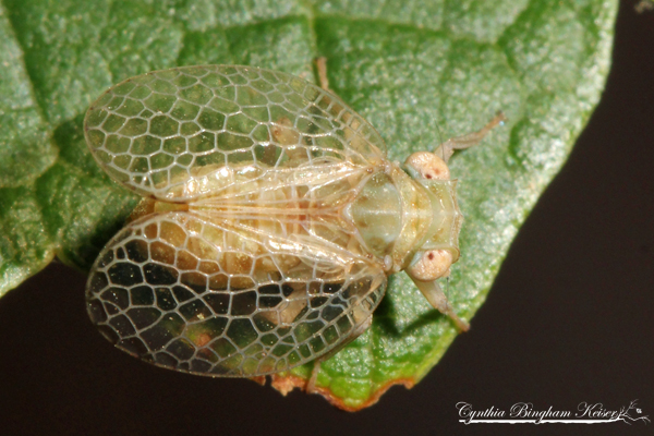 Planthopper