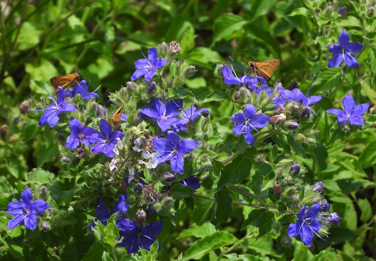 Blue waterleaf