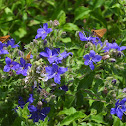 Blue waterleaf