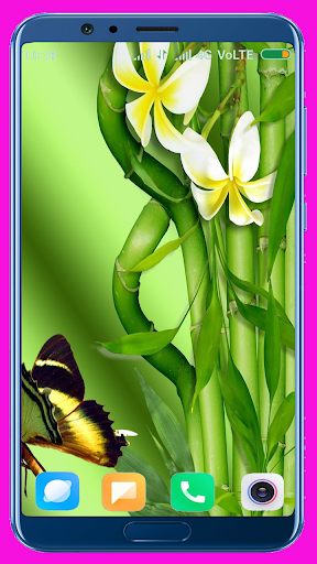 Bamboo Wallpaper Best 4K