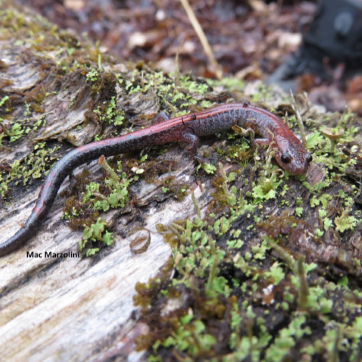 Red-Backed Salamander