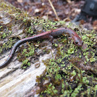 Red-Backed Salamander