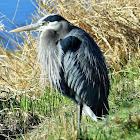 Great blue heron