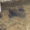 Bullhead Catfish