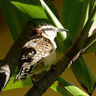 Rufus-naped Wren