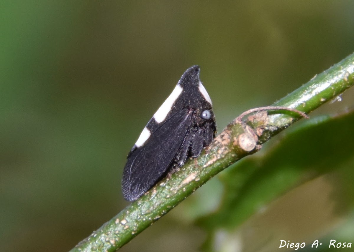 Enchophyllum melaleucum