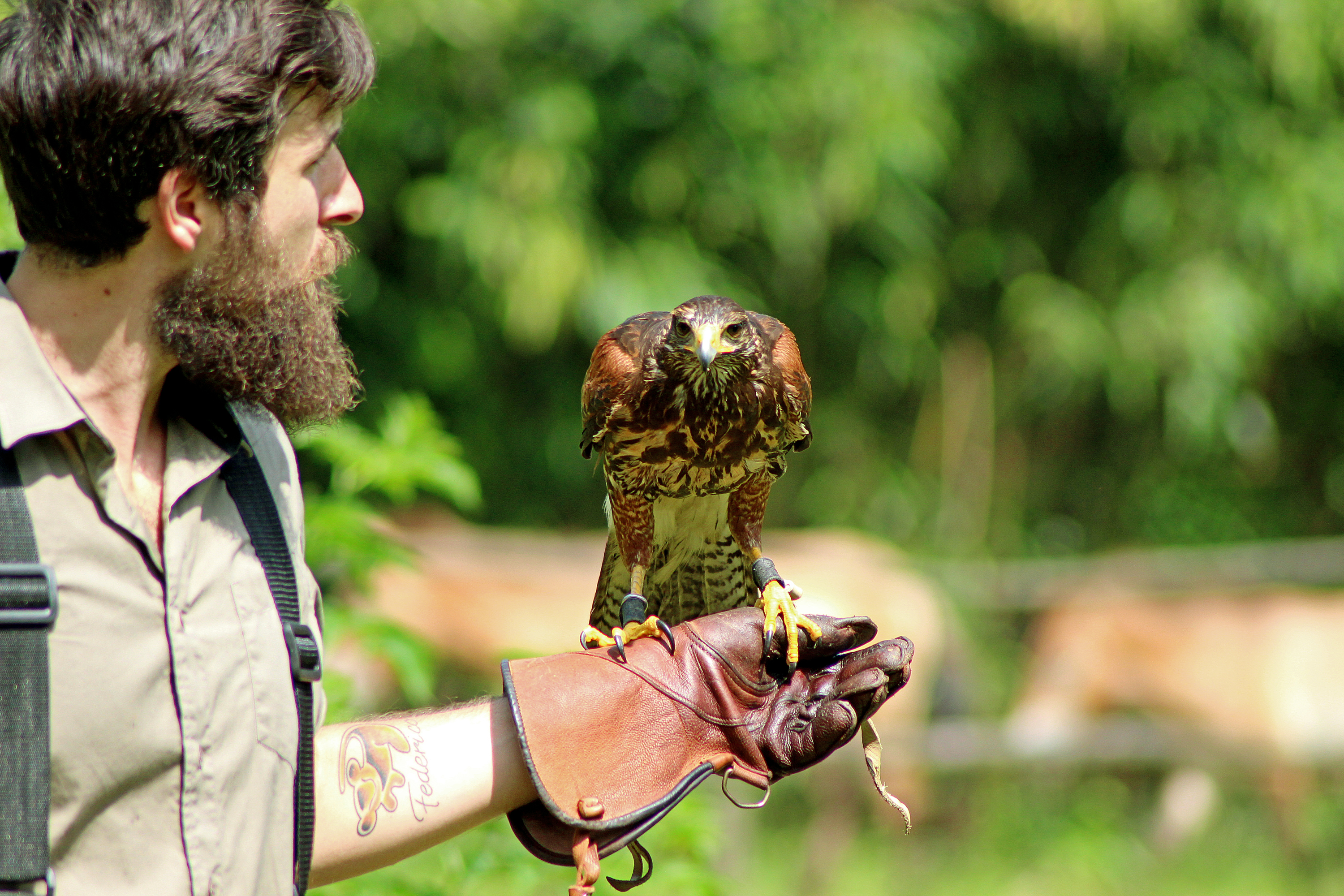 Il falconiere e il suo falco di utente cancellato