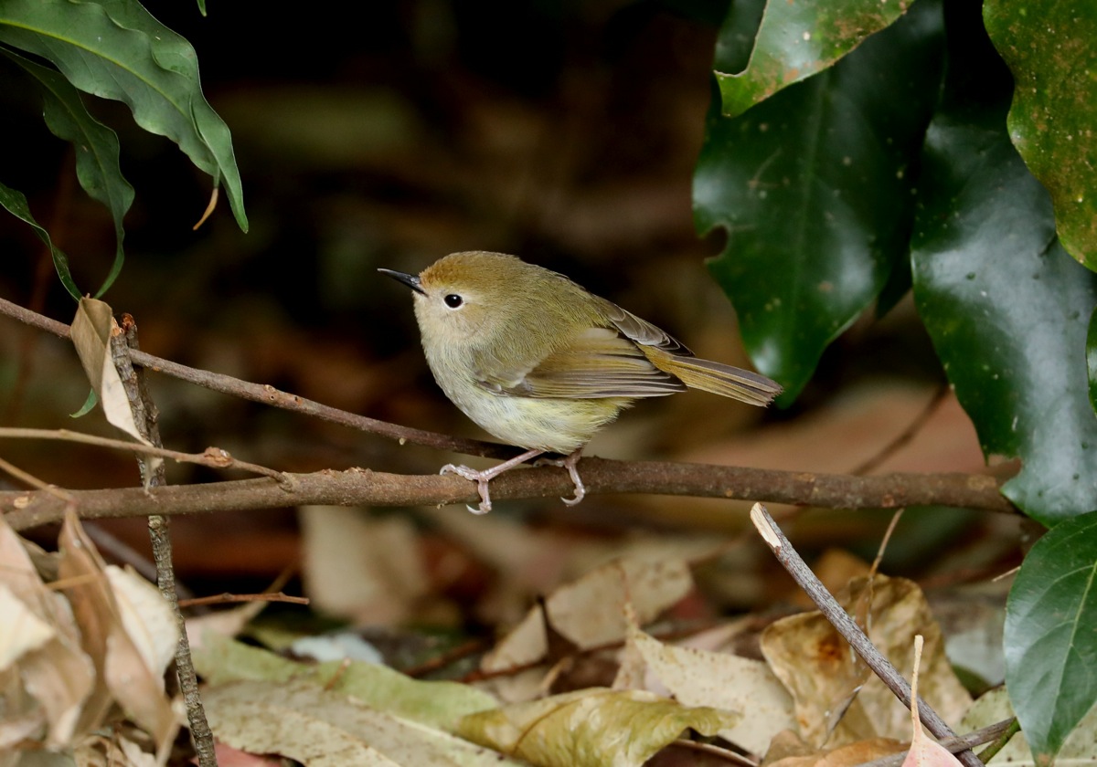 Large-billed Scrubwren