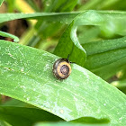 Perforate Dome Snail