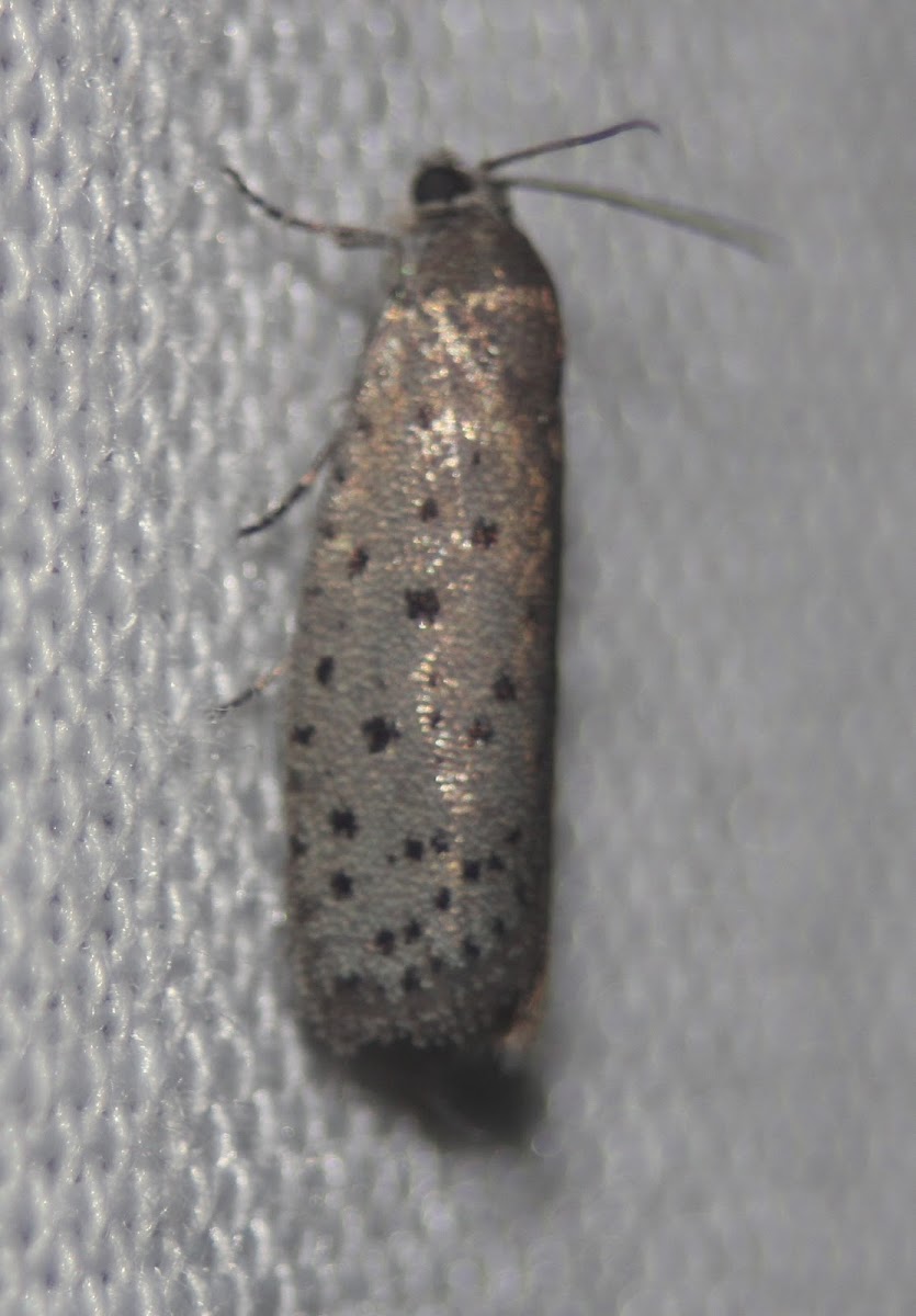 Mimosa Webworm Moth