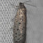 Mimosa Webworm Moth