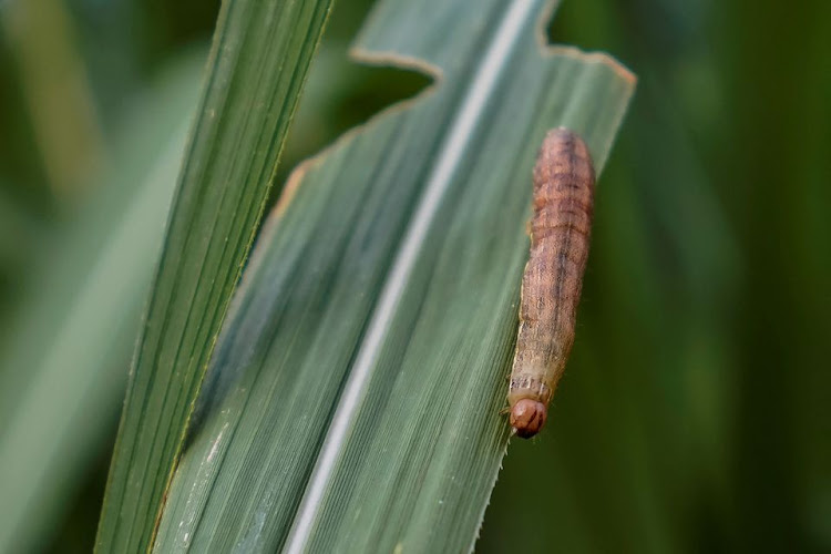 An armyworm, which usually comes out at night, is seen on sugar cane crop around dusk at a village of Menghai county in Xishuangbanna Dai Autonomous Prefecture, Yunnan Province, China, July 12, 2019.