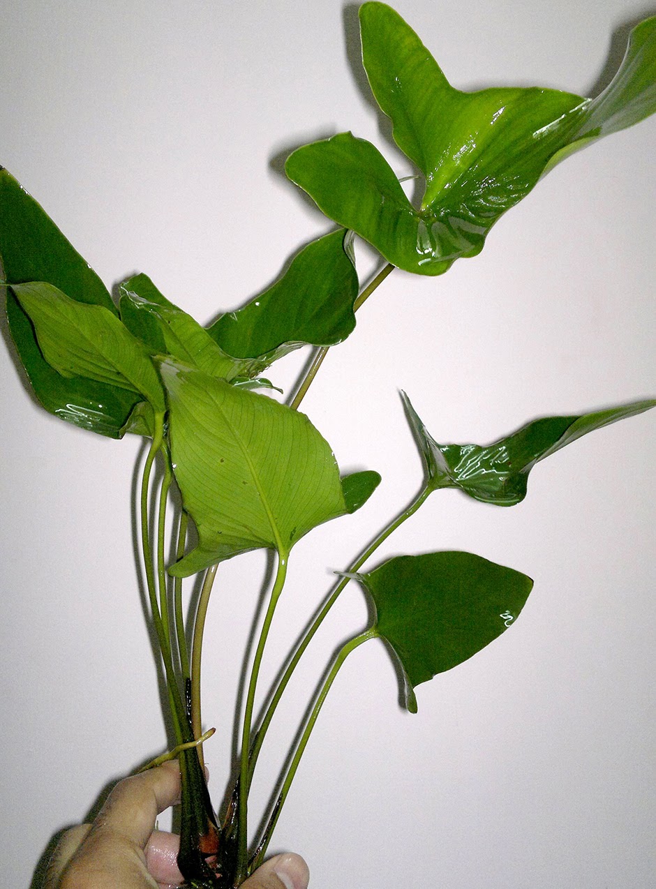 Анубиас копьевидный (Anubias hastifolia)