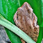 Common Tree Frog